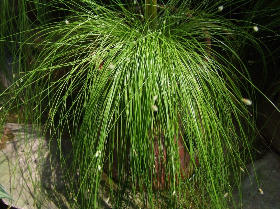 10 seeds Isolepis Cernua, Evergreen Fiber-optic Grass Seeds