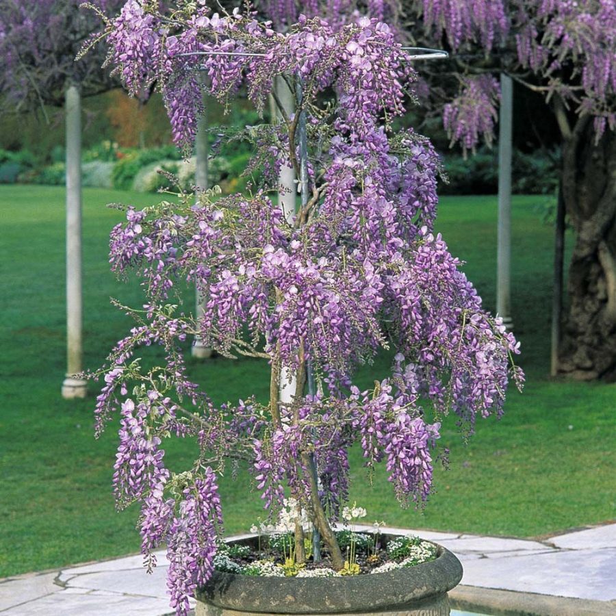 10 seeds Mixed 6 Colors of Wisteria Plant Seeds Pink Purple White etc.