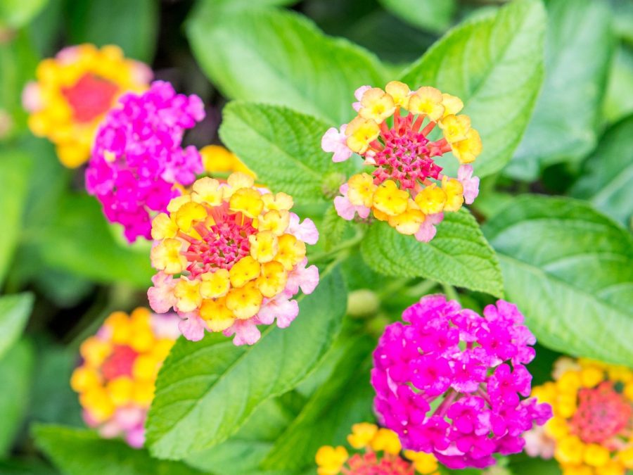 10 seeds Mixed Colorful Lantana Camara Perennial Plants