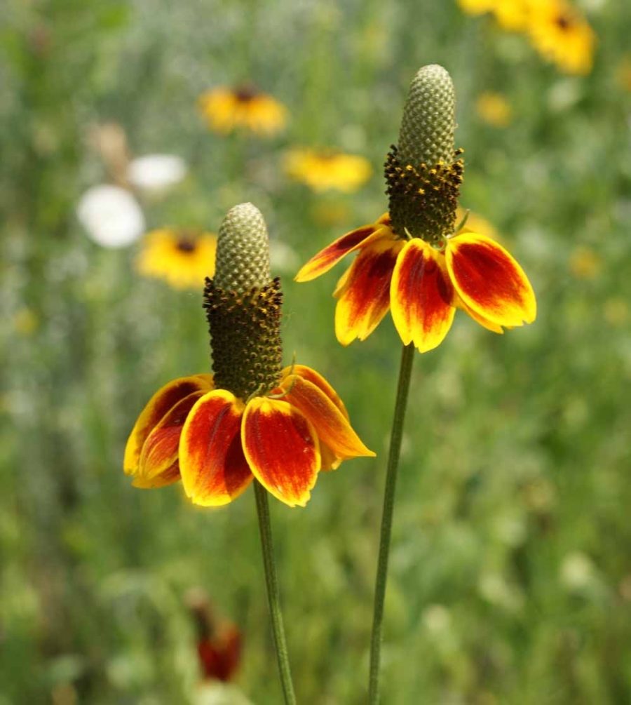 100 Non GMO Mexican Hat Daisy Flower Seeds