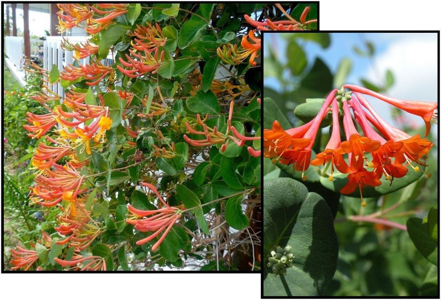 100 PCS Honeysuckle Vine Plant Seeds - Water Pink Color GIM