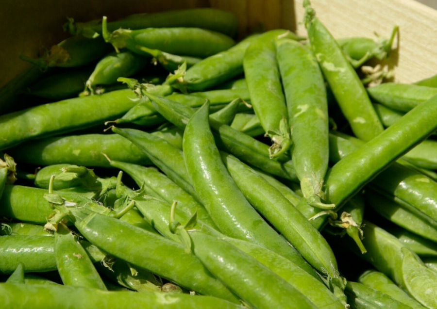 100 Pc Seeds Sugar Snap Pea Vegetable Plant, Pea Seeds for Planting | RK