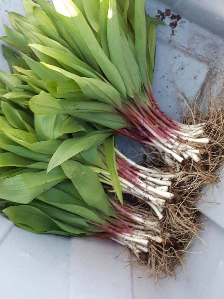 100 Wild Ramp Plants Ramps Bulbs Only Wild Leek Plants Organic Ramps Replant