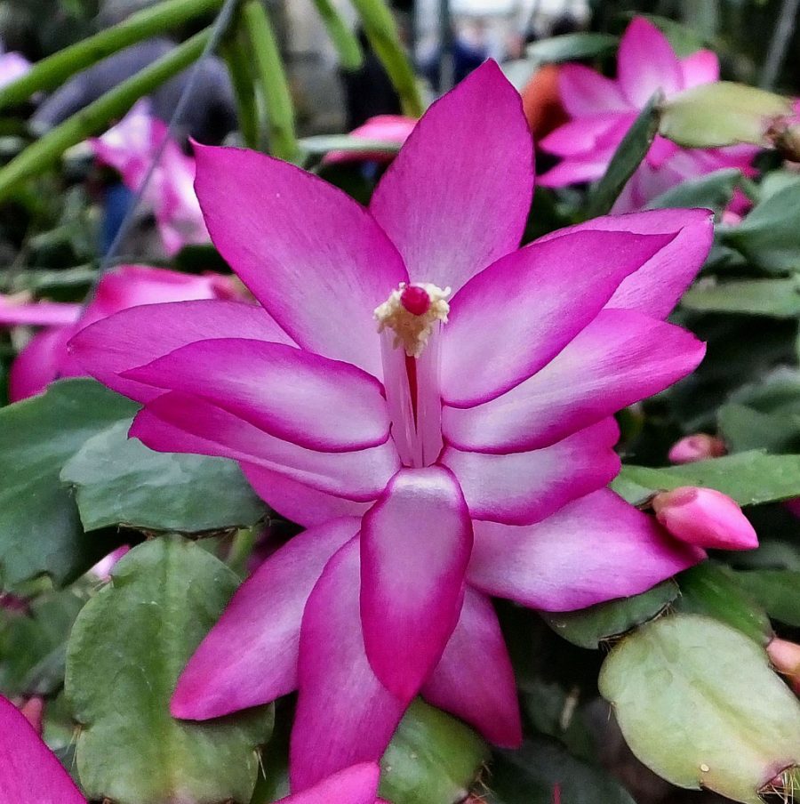 100 Zygocactus Truncatus Schlumbergera Flower Seeds