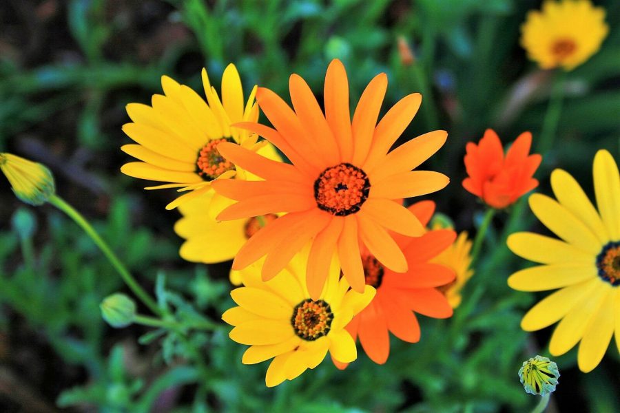 1000 Seeds MIXED AFRICAN DAISY DAISIES Dimorphotheca aka Cape Marigold Flower