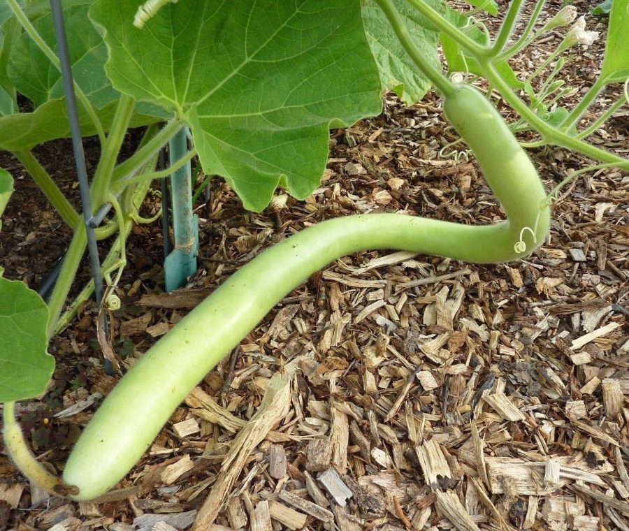 15 Cucuzzi (Italian Edible) Gourd Seed, much like summer squash