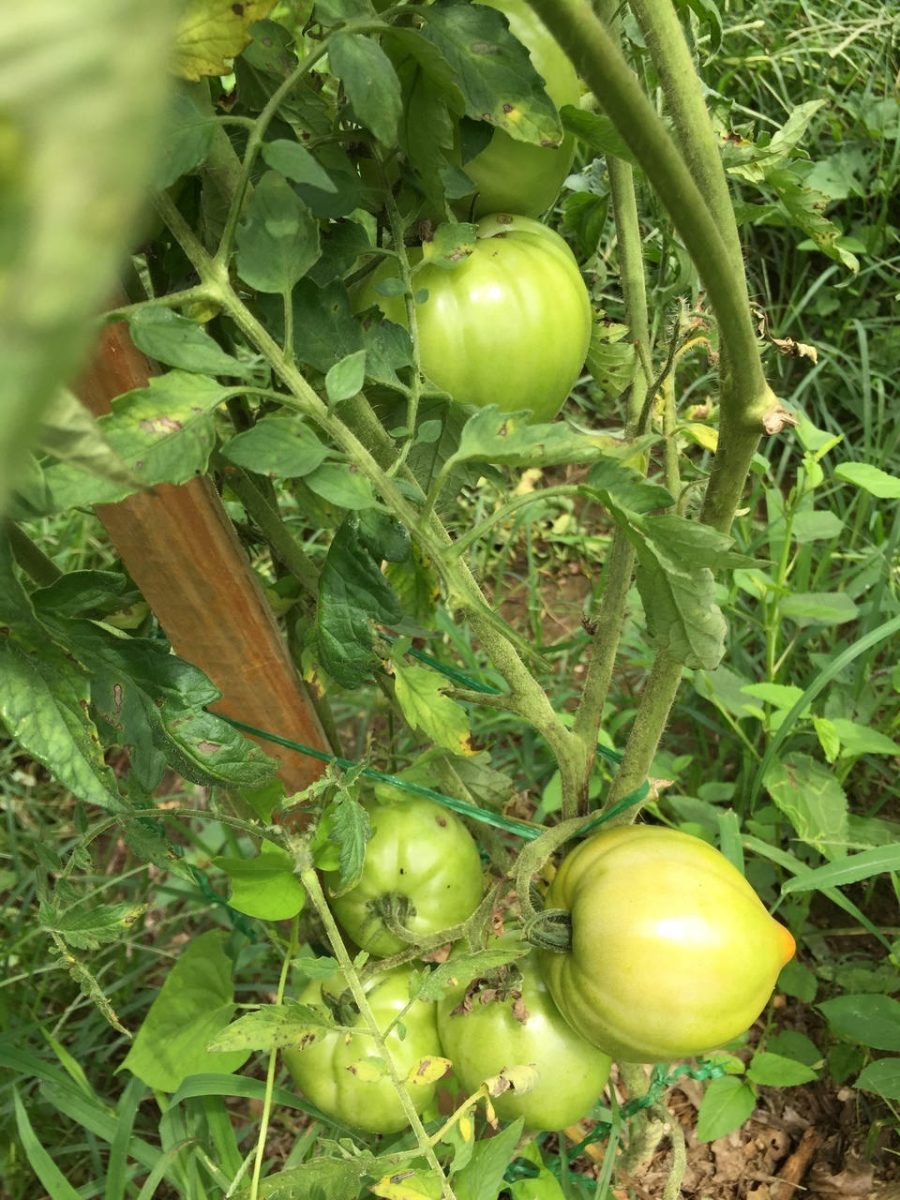 15 Giant Sprint Taymer Tomato Seeds--1379