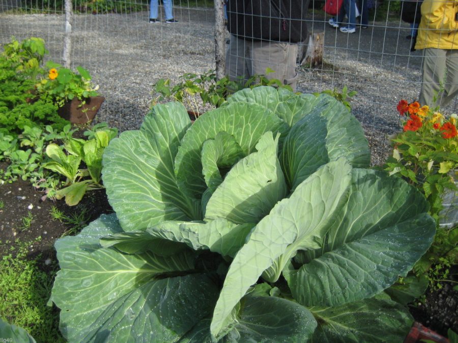 150 Giant Russian Cabbage seeds-1307