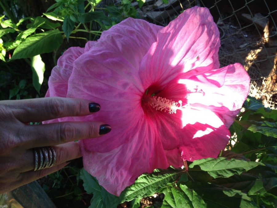 20 Mixed Lot Dinner Plate Hibiscus Flower Seeds-1288