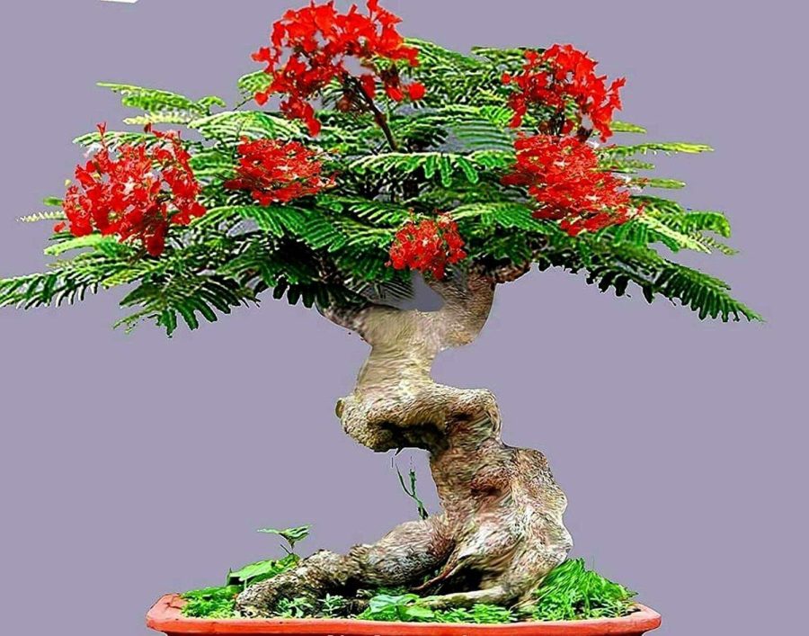 20 Seeds To Grow Flamboyant Flame Tree Delonix Regia Prized Bonsai