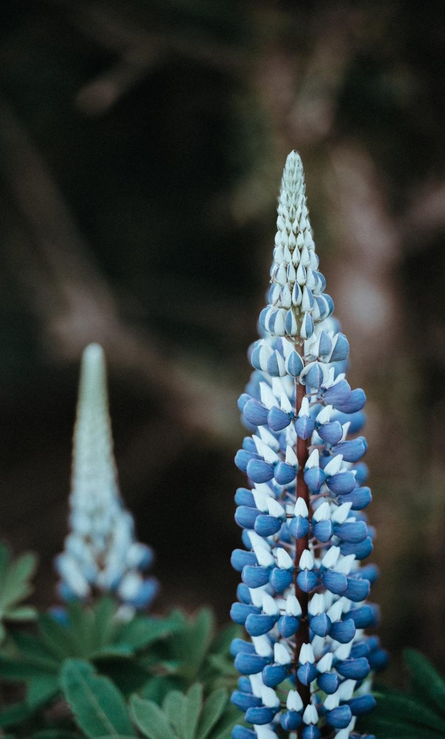 20 seeds Heirloom Yellow Blue White Lupine Flowers