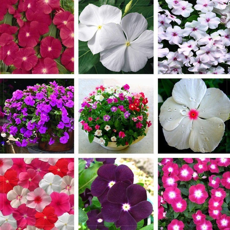 20 seeds Vinca Rosea Periwinkle Little Linda Mixed Seeds