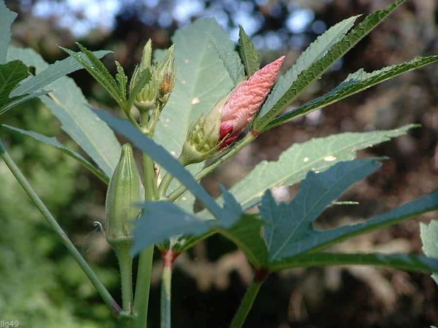 25 Argentina Tropical Okra Seeds-1328