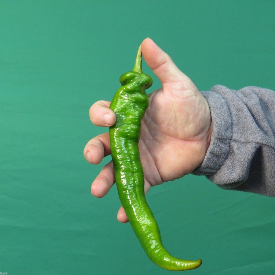 25 Rob's Giant Green Pepper Seeds-1325