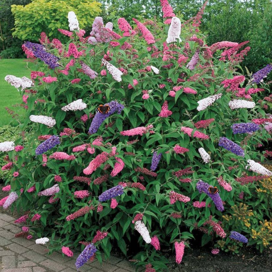 25 Seeds Mix Colors Butterfly Bush (Buddleia davidii)