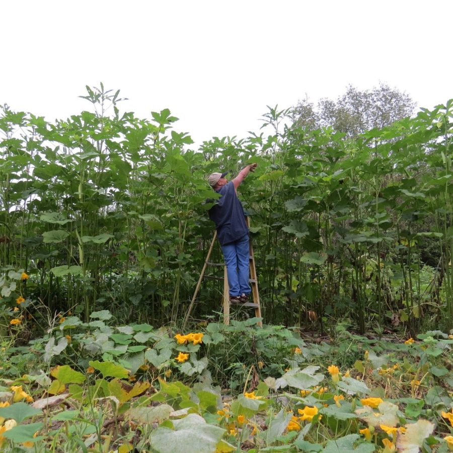 25 World's Tallest Tree Okra Seeds-1309