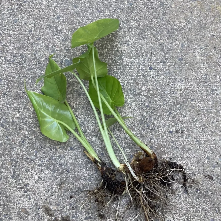 3 SEEDLINGS 3-6" BORNEO GIANT Huge ELEPHANT EAR Taro Alocasia Macrorrhiza Plants