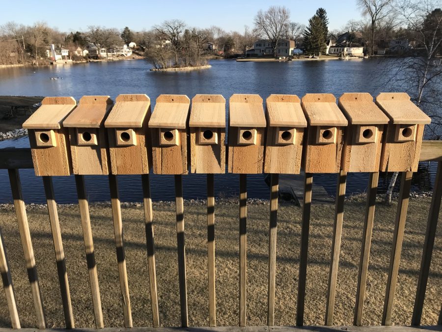 3/4" Solid Thick Cedar Bluebird Birdhouse Bird House Predator Guard Top Opening