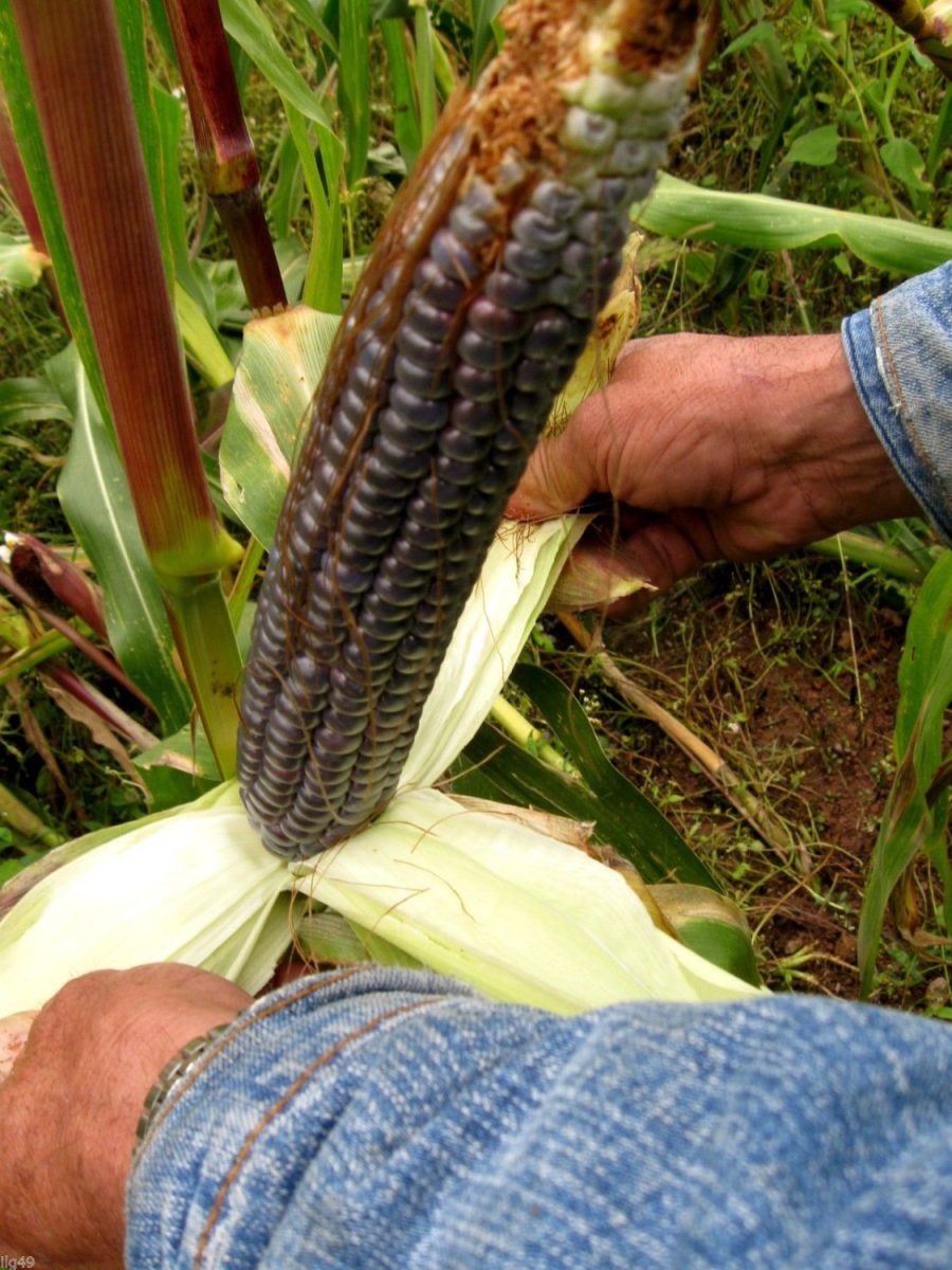 35 Giant Blue McCormack Corn seeds -1302