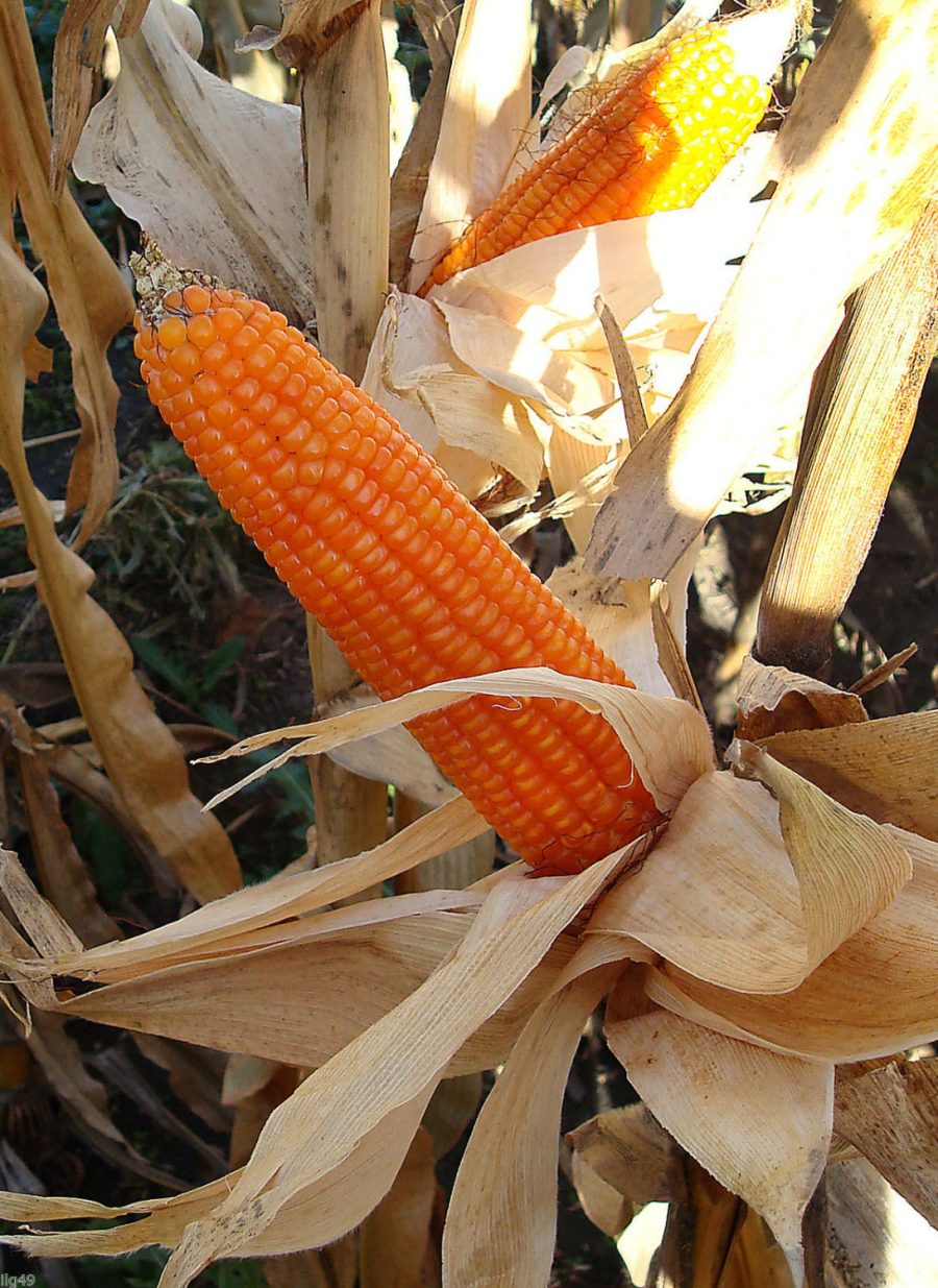 35 Giant Orange Corn seeds-1299