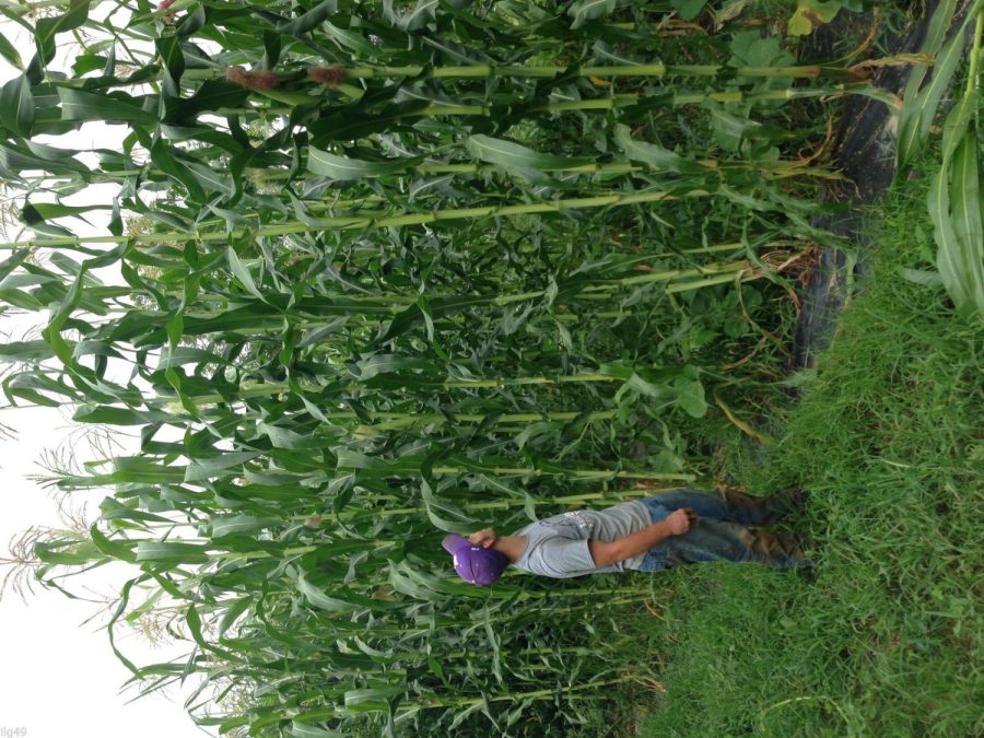 35 Tall Giant Goliath White Corn Seeds-1206