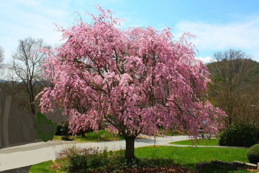 5+ Dwarf pink weeping cherry tree cuttings: Free shipping!!