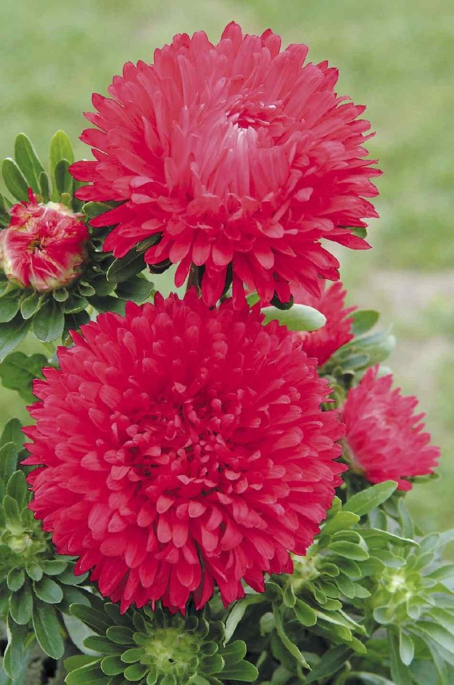 50 Aster Milady Scarlet Seeds