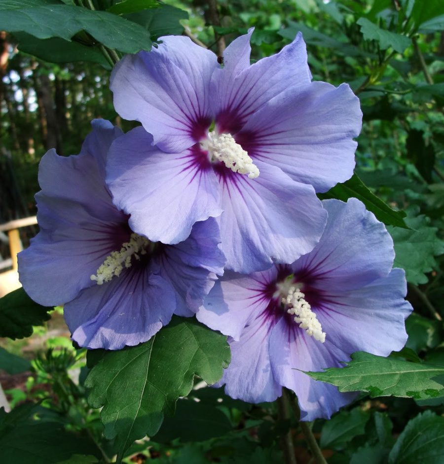 50 Heirloom Purple Rose of sharon shrubs{Hibiscus } seeds