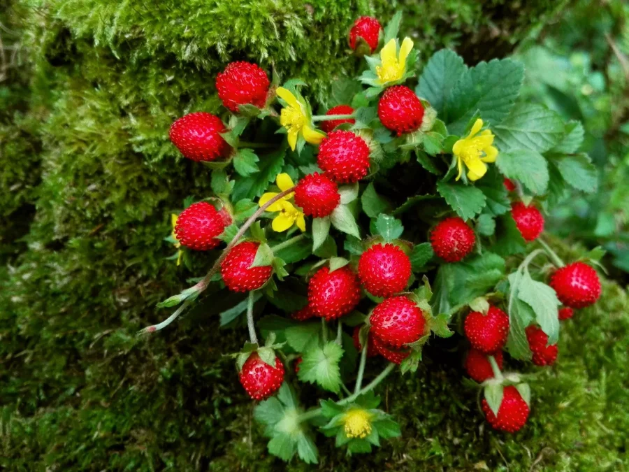 50 Mock Strawberry Potentilla Indica Duchesnea Fruit Berry Seeds Fresh Seeds