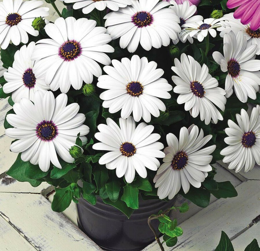 50 Osteospermum African Daisy Flower Seeds