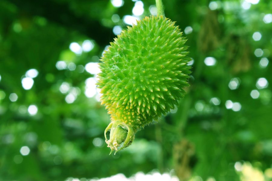 50 seeds Momordica dioica Spine Gourd bristly balsam pear,prickly carolaho seeds