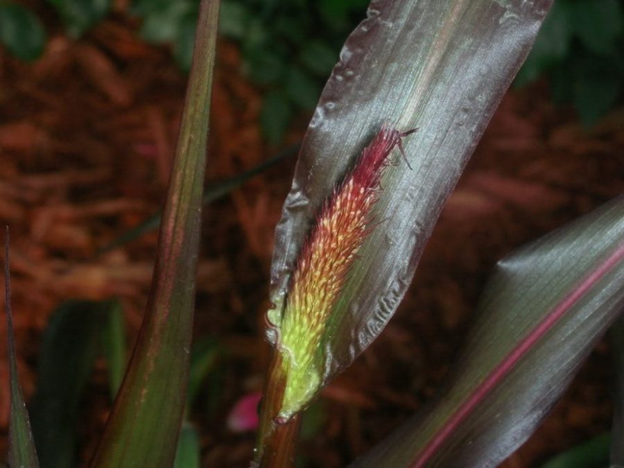 500 seeds RED JEWEL MILLET Setaria Italica Ornamental Grass Flower Seeds