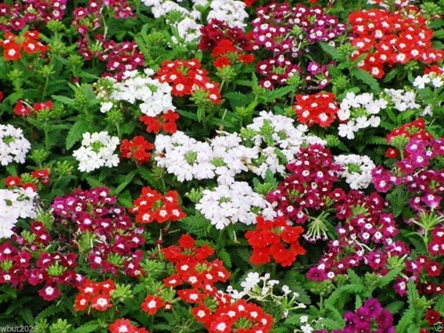 50/pk Red/white - Verbena Hybrids Nana Compacta Scarlet Flowers - non-stop Bloom