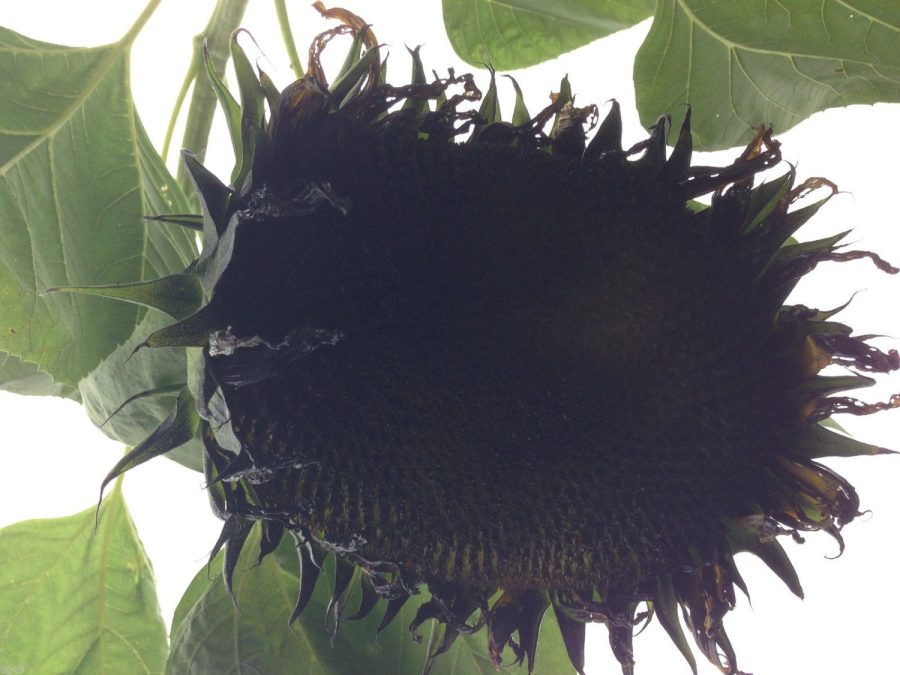 7 Giant Black Sunflower Seeds-1148A