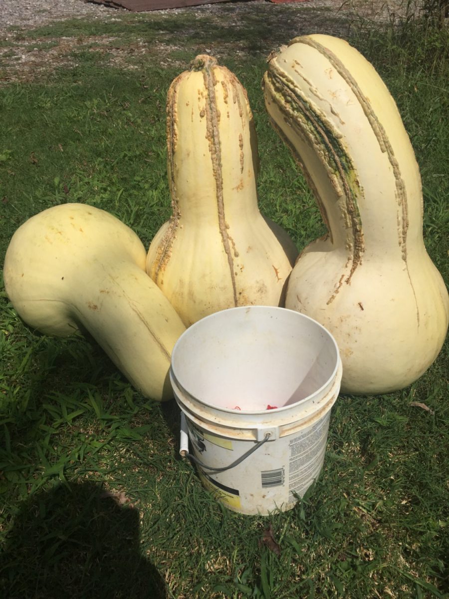 7 Tennessee Giant White Cushaw Squash (Jonathan) seeds -1338