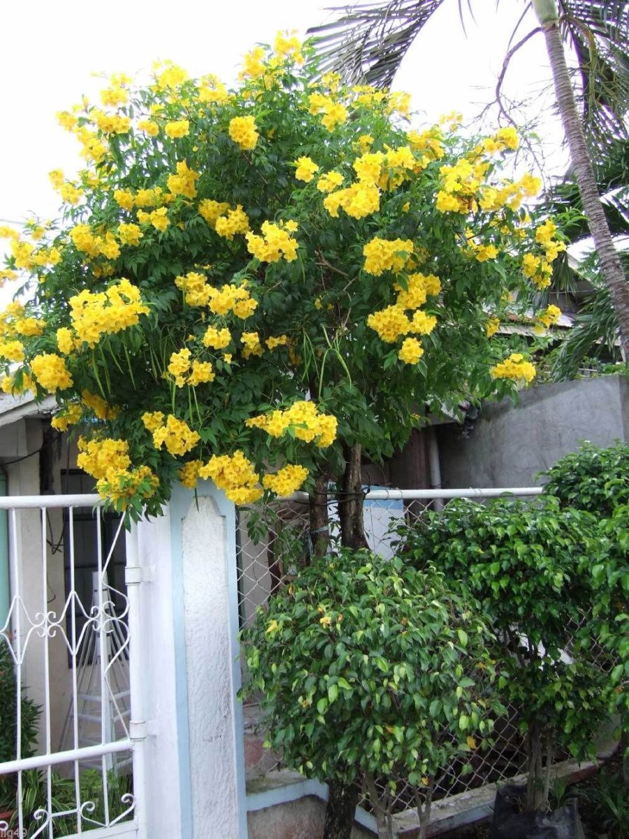 7 Yellow Trumpet Bush Seeds-1137B