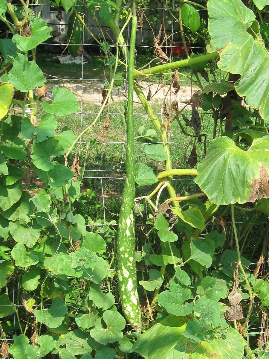 8 Long Collins Gourd Seeds-1178