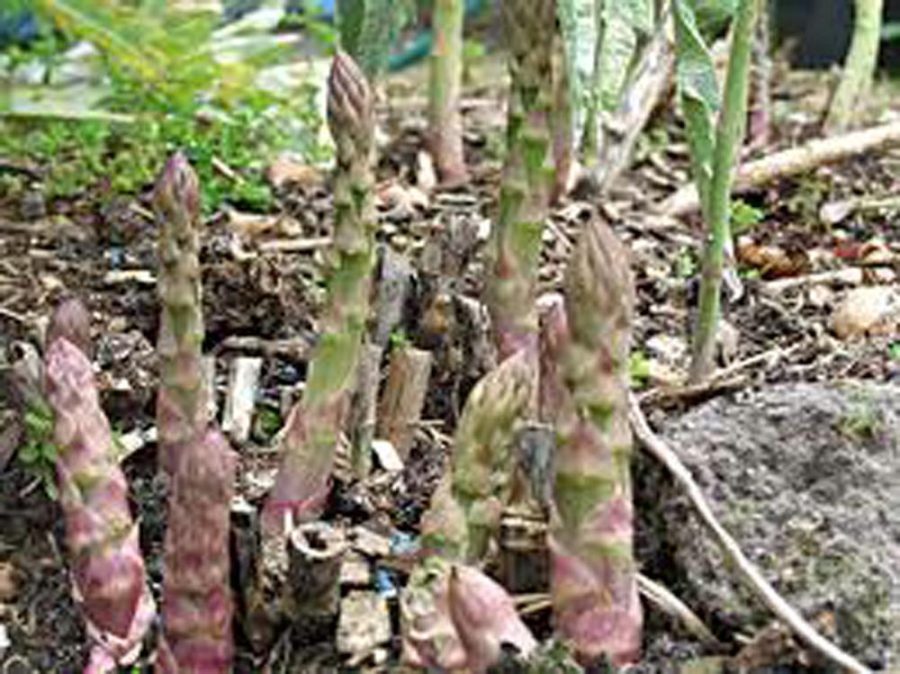 ASPARAGUS SEED, PRECOCE D'ARGENTEU, HEIRLOOM, NON GMO, ORGANIC 25+ SEEDS