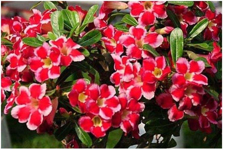 Adenium arabicum Red Hybrids Mix