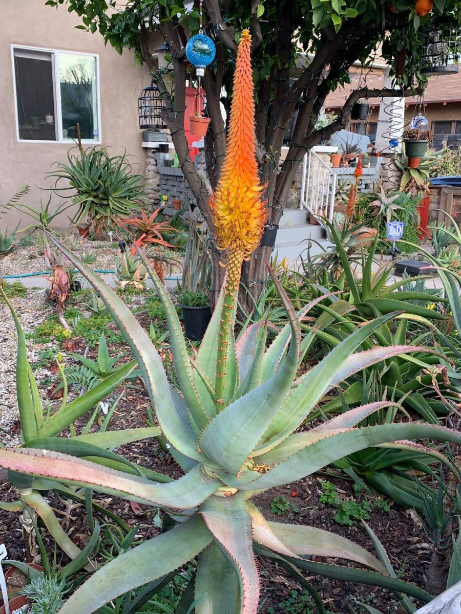 Aloe africana