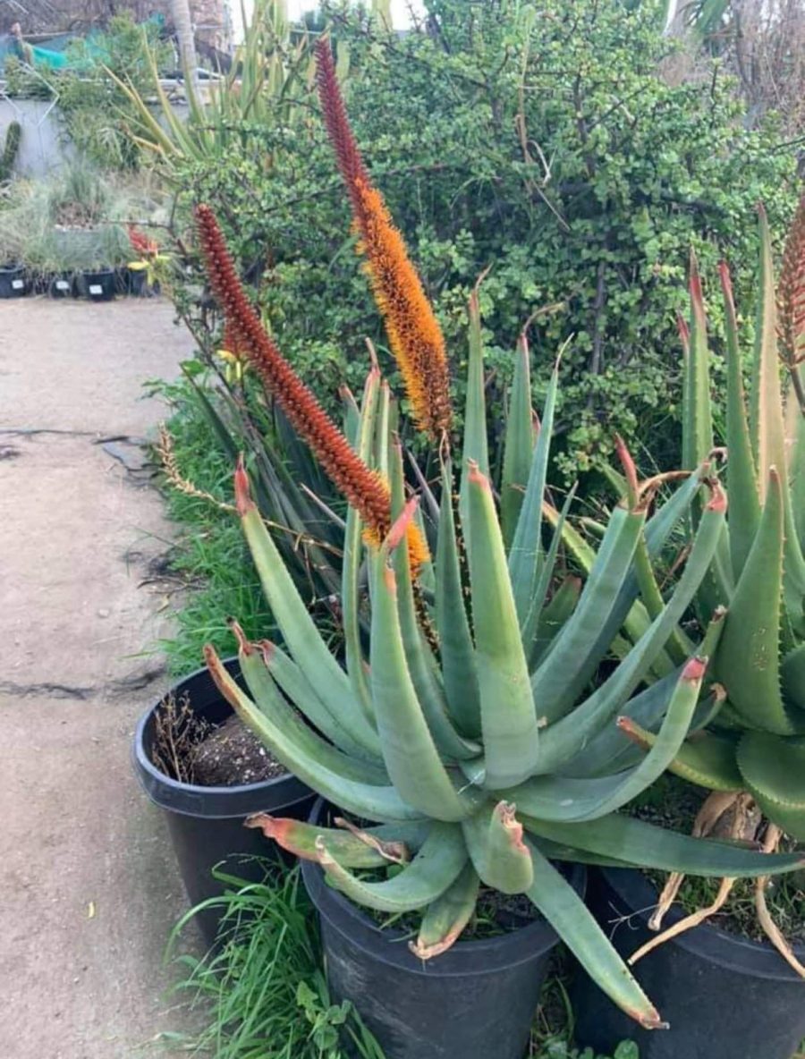 Aloe castanea