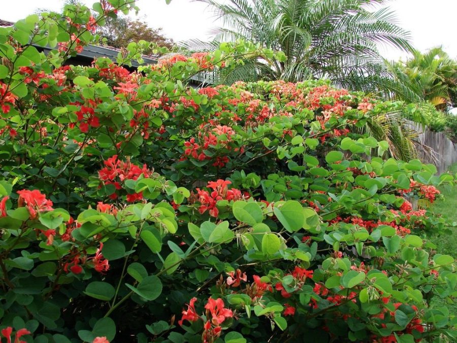 Bauhinia galpinii red orchid tree