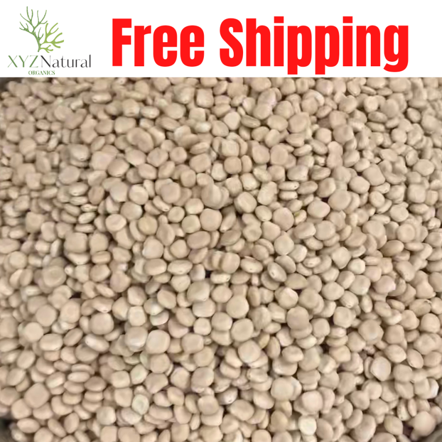 Bitter & sweet lupin lupini beans lupine Lupinus Alba Seeds ترمس حلو او مر