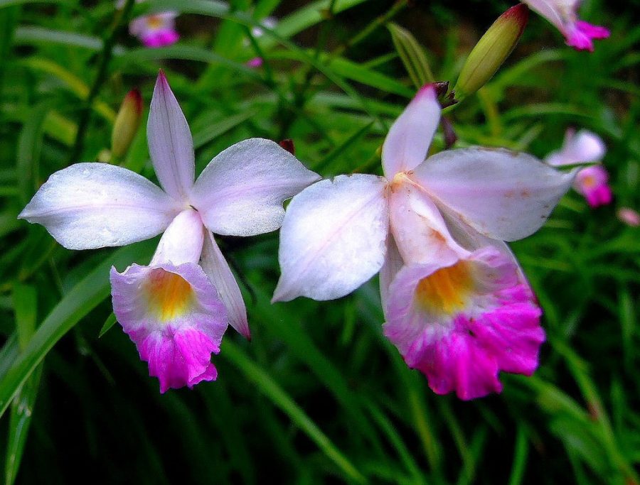 Bulbs - Hawaiian Tropical Bamboo Orchid Plant