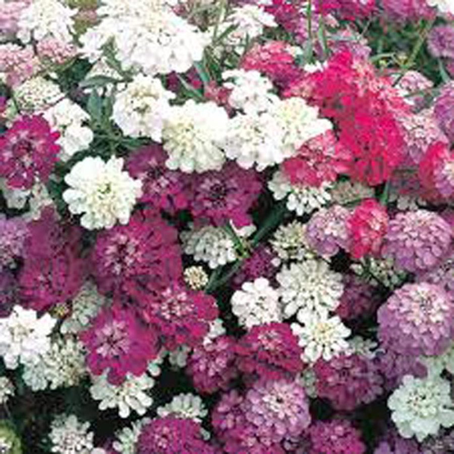 Candytuft Seed, Dwarf Fairy Mix, 500 Seeds Pink, Lavender, White Flowers