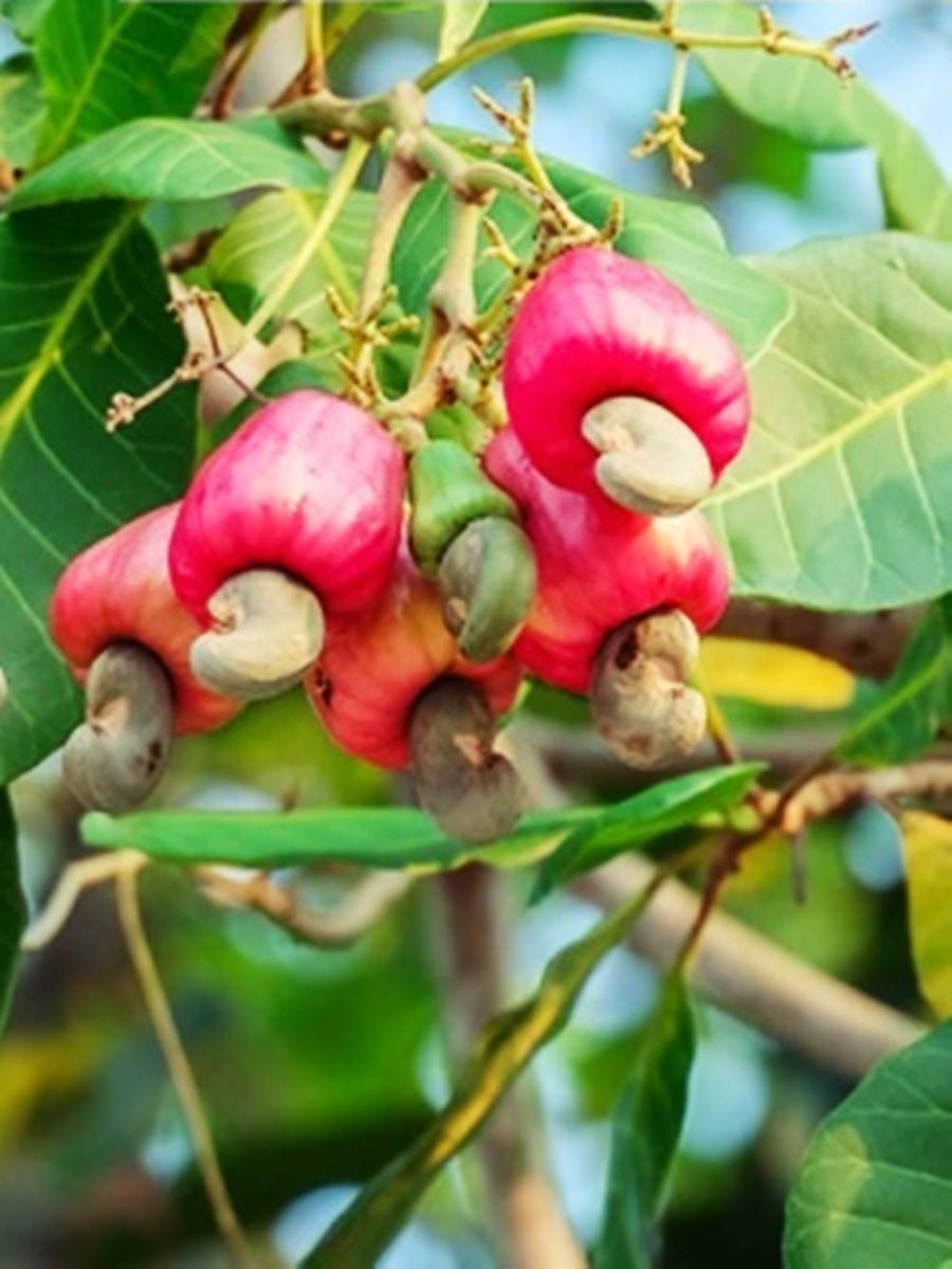 Cashew Anacardium occidentale 10 Seeds ThailandMrk