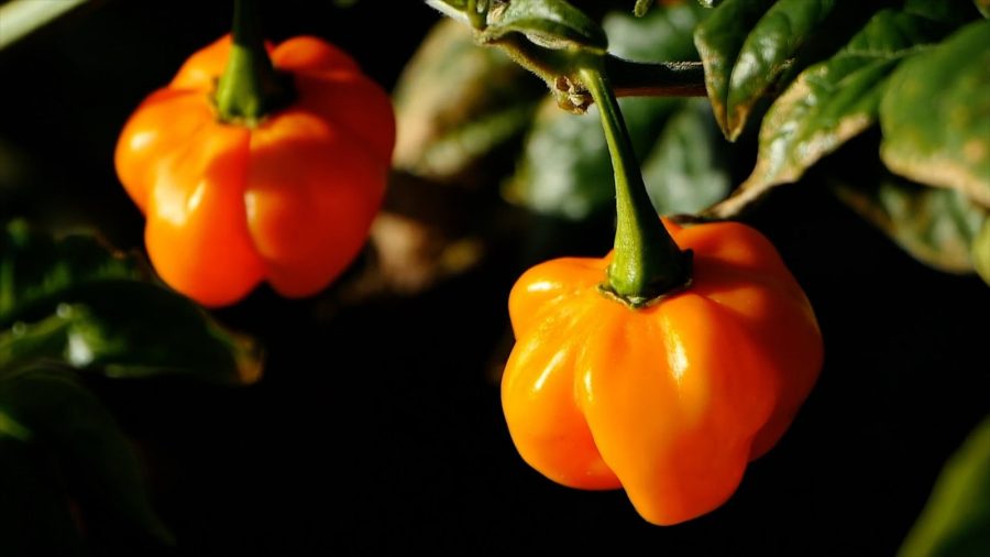 Chili Pumpkin Habanero