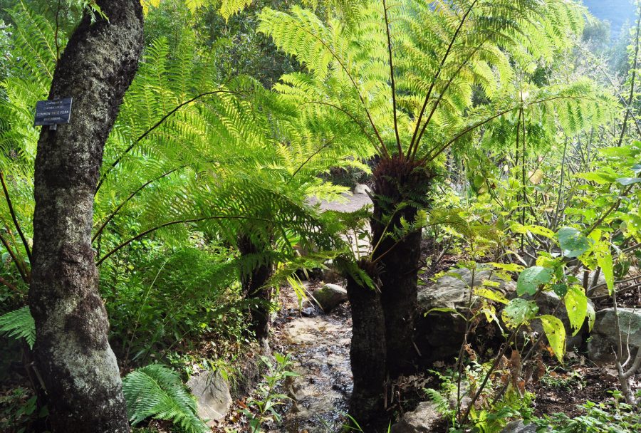 Cyathea dregei Tree Fern