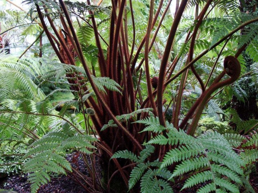 Dicksonia berteroana tree fern