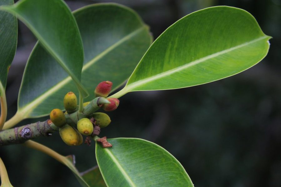 Ficus elasticarubber tree